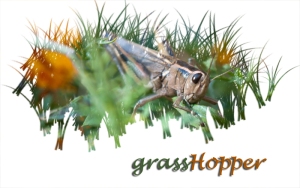 Grasshopper | 10/2/2011 – 3:03:35 PM | BYU-Idaho Gardens | F/5.6 | 1/250 sec | Nikon D5000